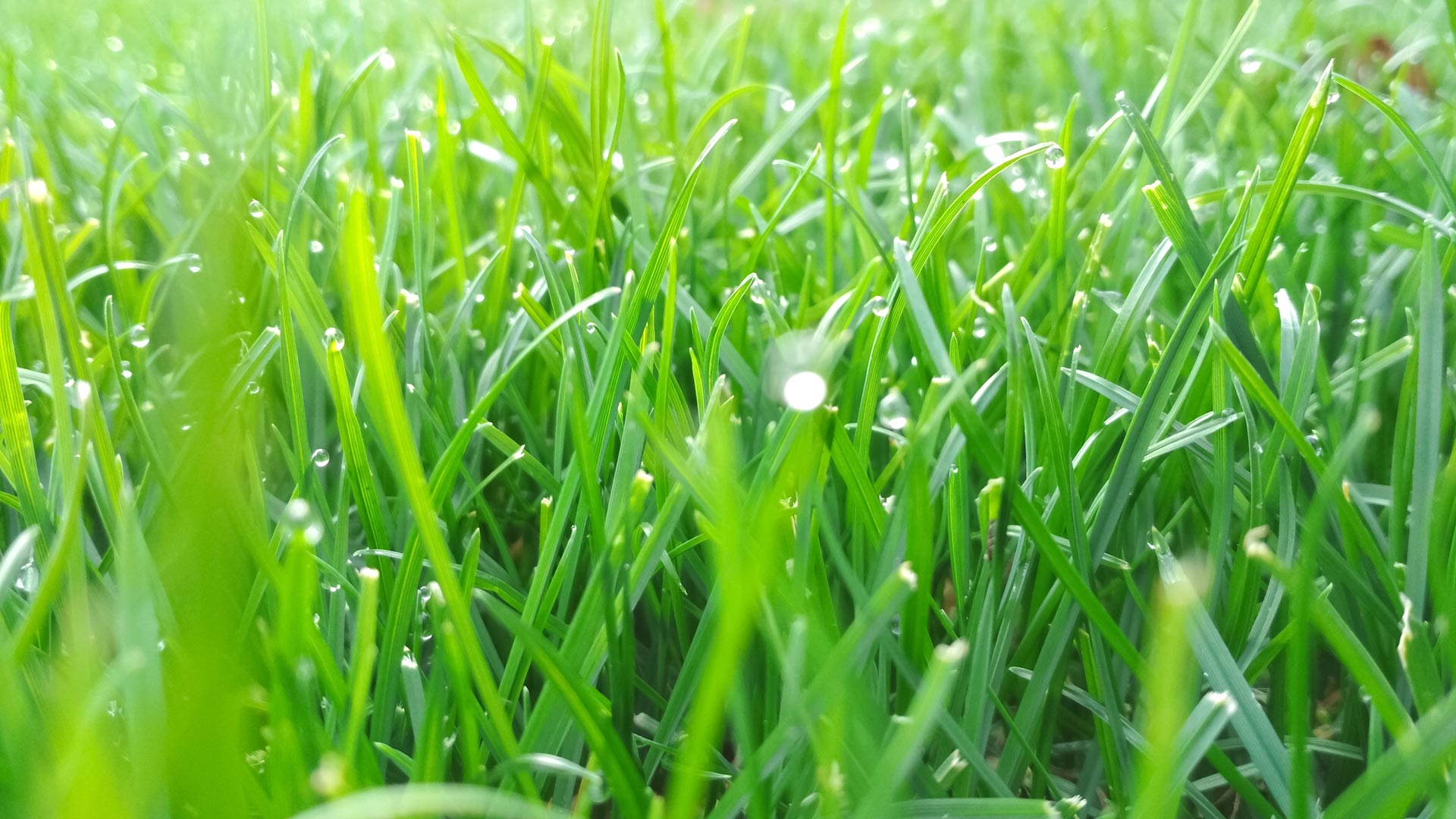 Dew drops over a healthy growing lawn in China Spring, TX.