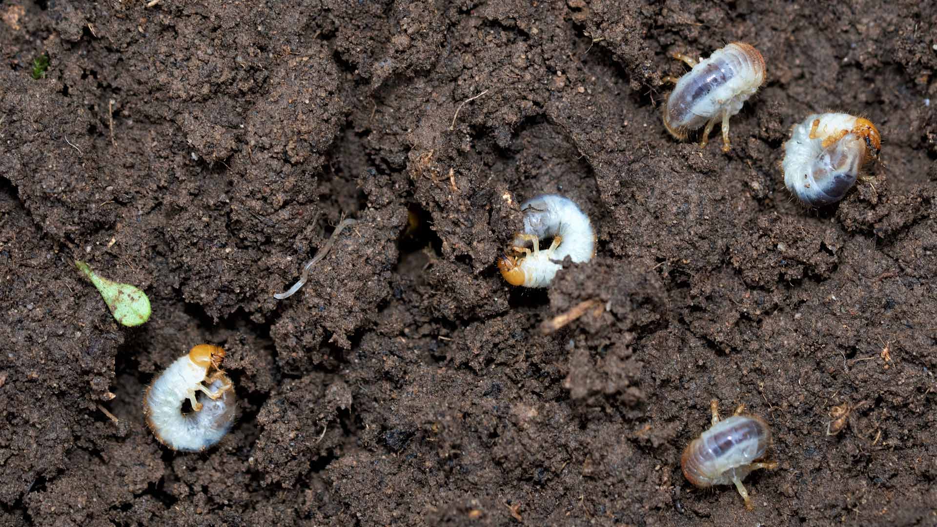 Grub infestation found in a lawn's soil in Waco, TX.
