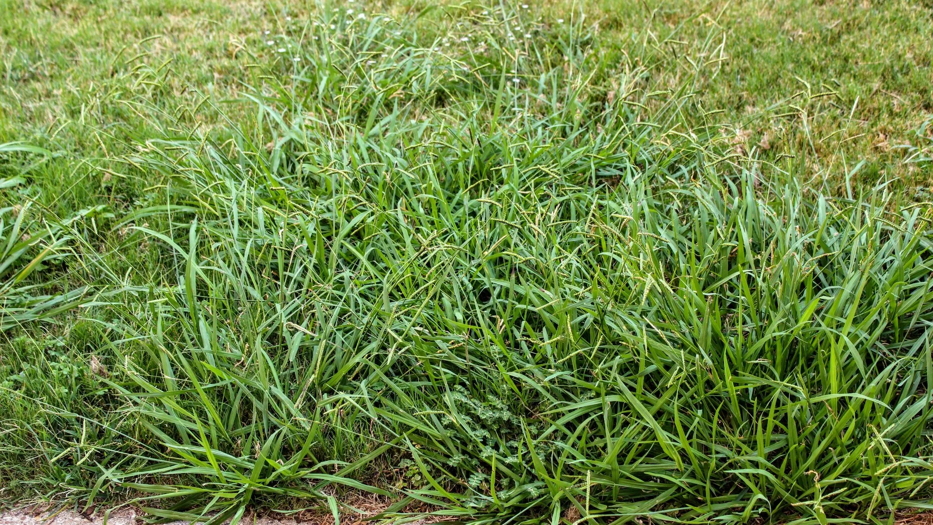 Should I Use Pre-Emergent or Post-Emergent Weed Control in the Fall?