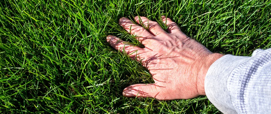 A hand feeling a healthy fertilized lawn in Waco, TX.