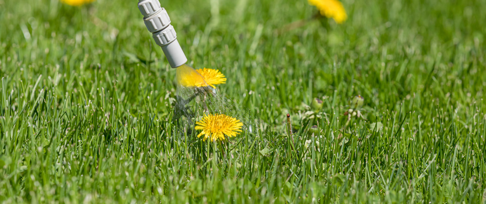 A technician spraying weed control to a dandelion sprouting in a lawn in China Spring, TX.