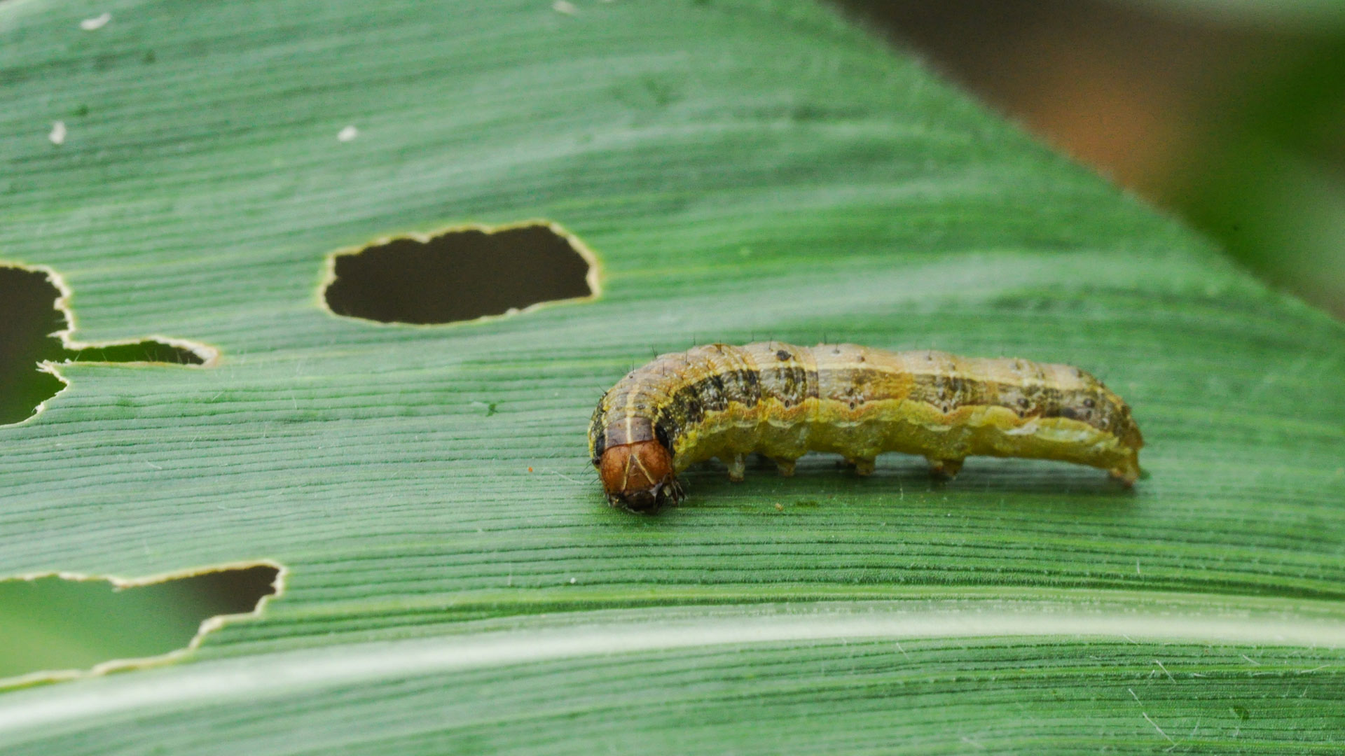 An armyworm found eating grass blade in a lawn in China Spring, TX.