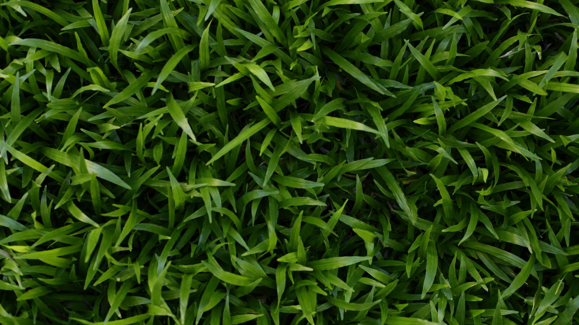 Luscious fertilized grass blades in a lawn in Woodway, TX.