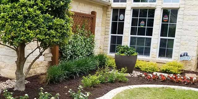 Healthy tree and shrubs in a freshly mulched landscape bed near Waco, TX.