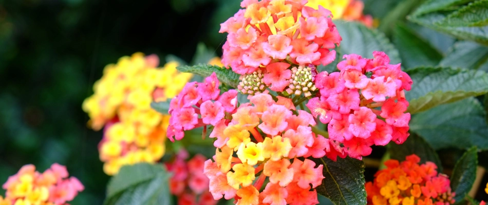 Lantana blooming plantings in landscape bed in China Spring, TX.