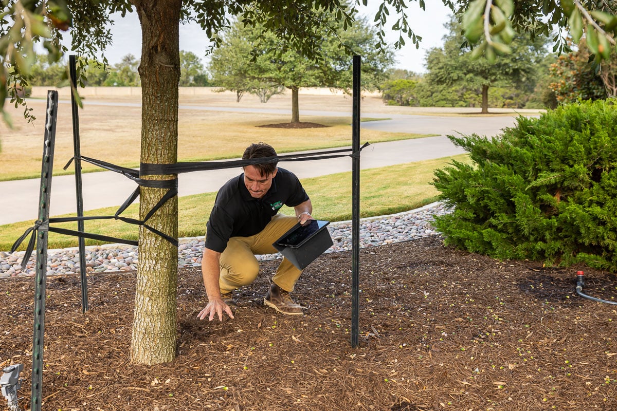 Account manager inspecting residential property tree staking