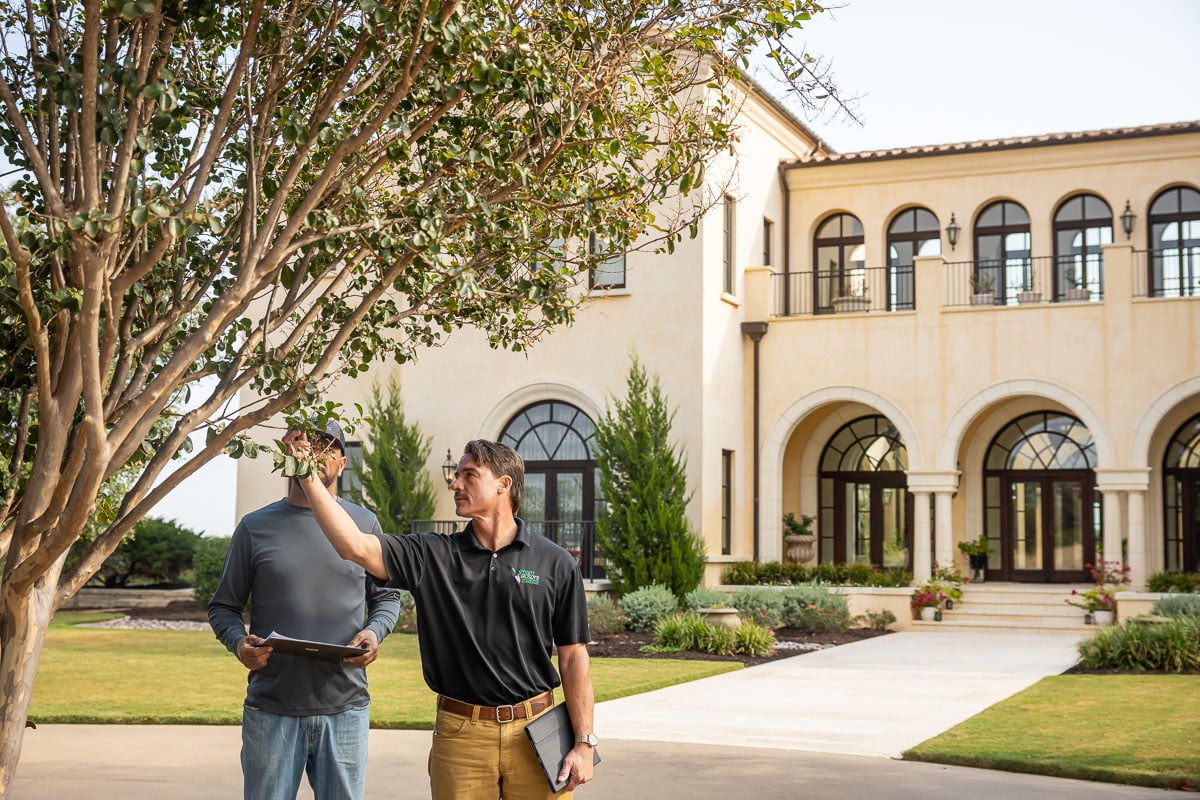Account manager inspecting residential property with operations manager inspecting tree