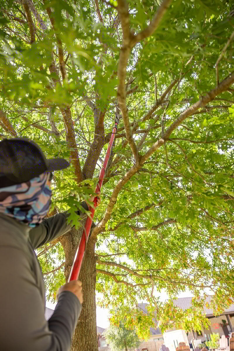 Crew pruning trees