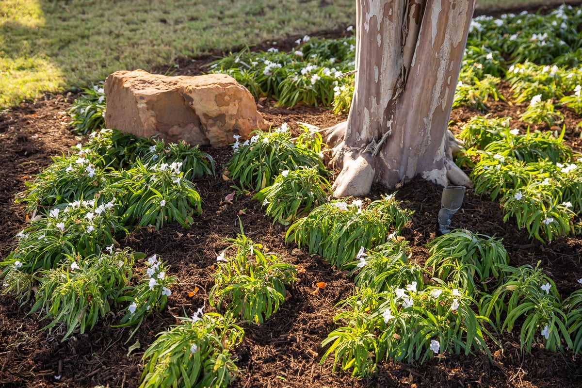 Landscape beds with large rock and fresh mulch