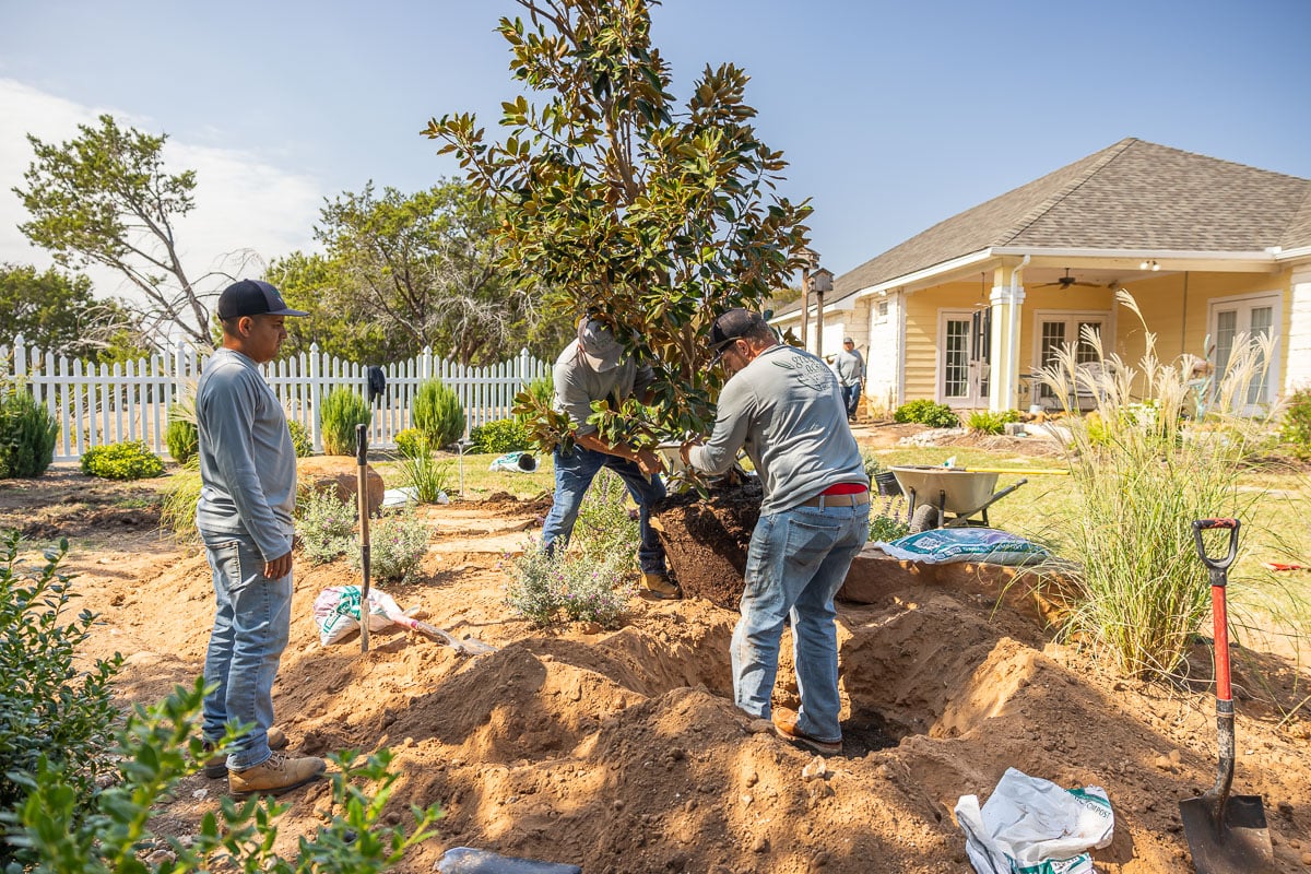 Landscape installation shrubs planted along fence crew digging big hole for tree 2