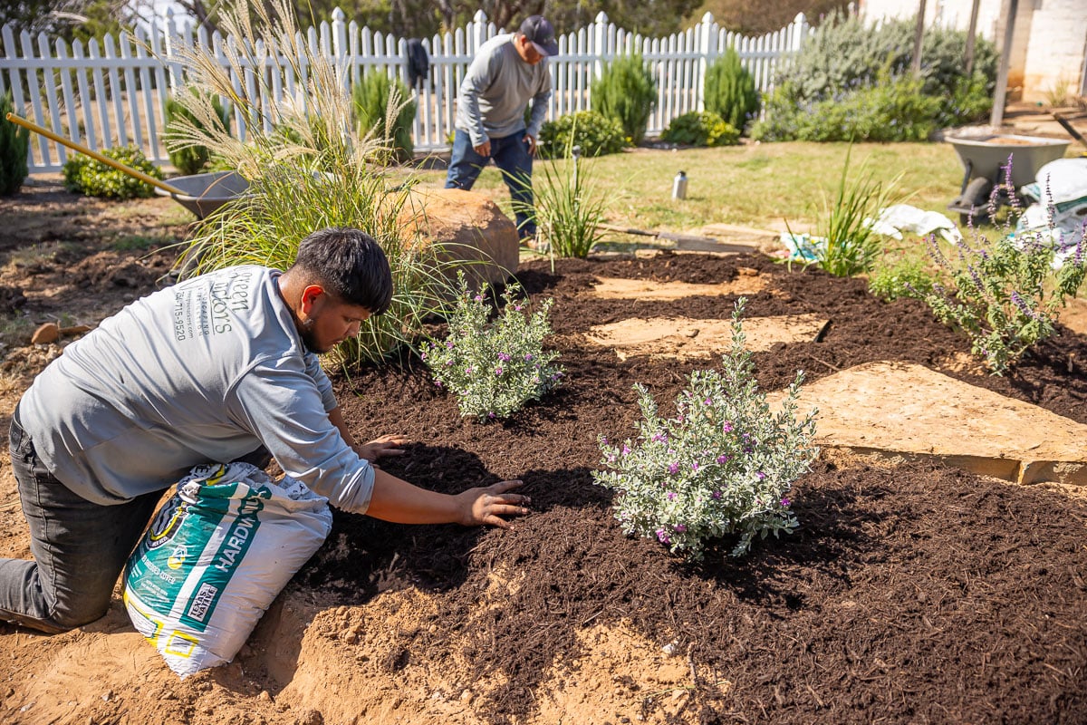 Landscape installation shrubs planted along fence crew spreading mulch 2-1