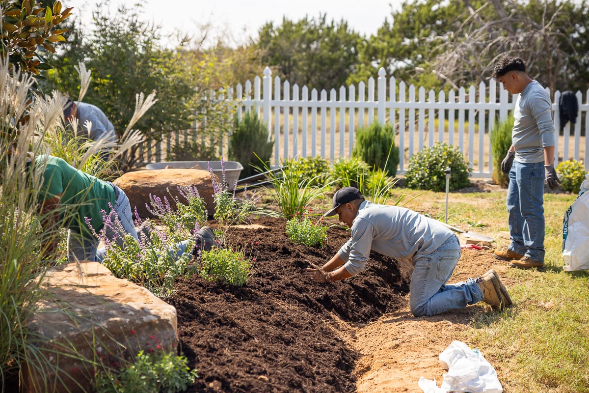 Landscape installation shrubs planted along fence crew spreading mulch 3
