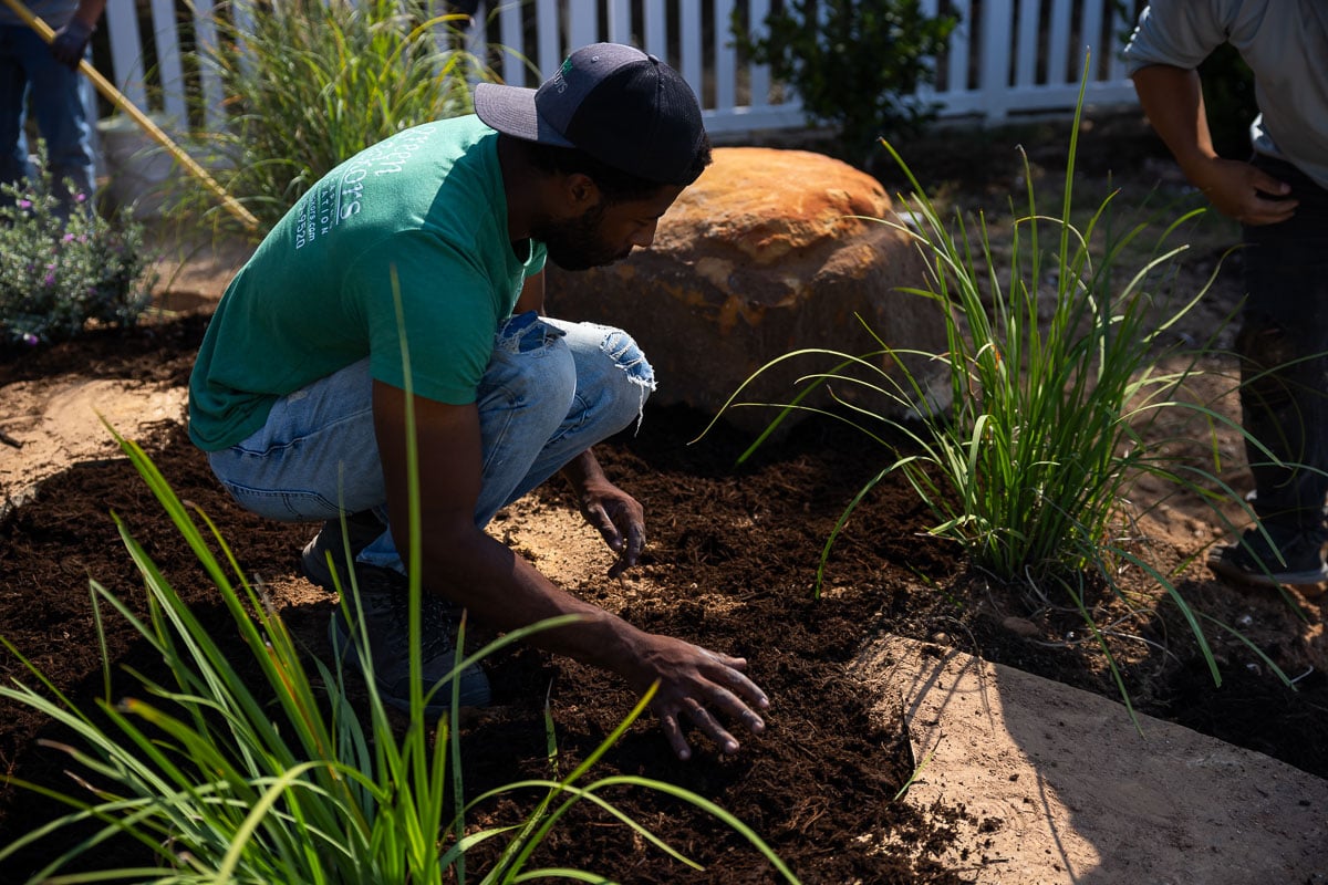 Landscape installation shrubs planted along fence crew spreading mulch