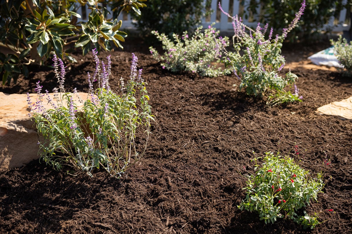 Landscape installation shrubs planted along fence fresh mulch