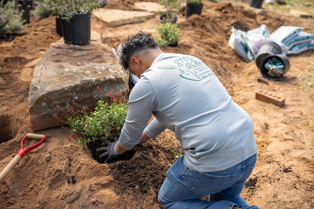 Landscape installation shrubs planted crew