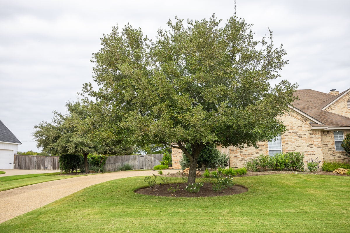 Landscape maintenance front of house large tree