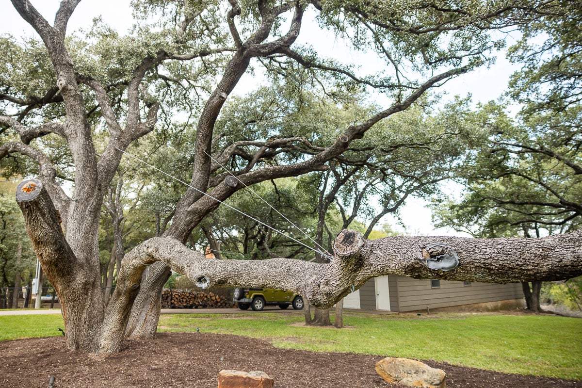 4 Best Native Trees for Your Central Texas Landscape