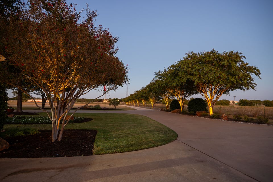 Tree uplighting along driveway 