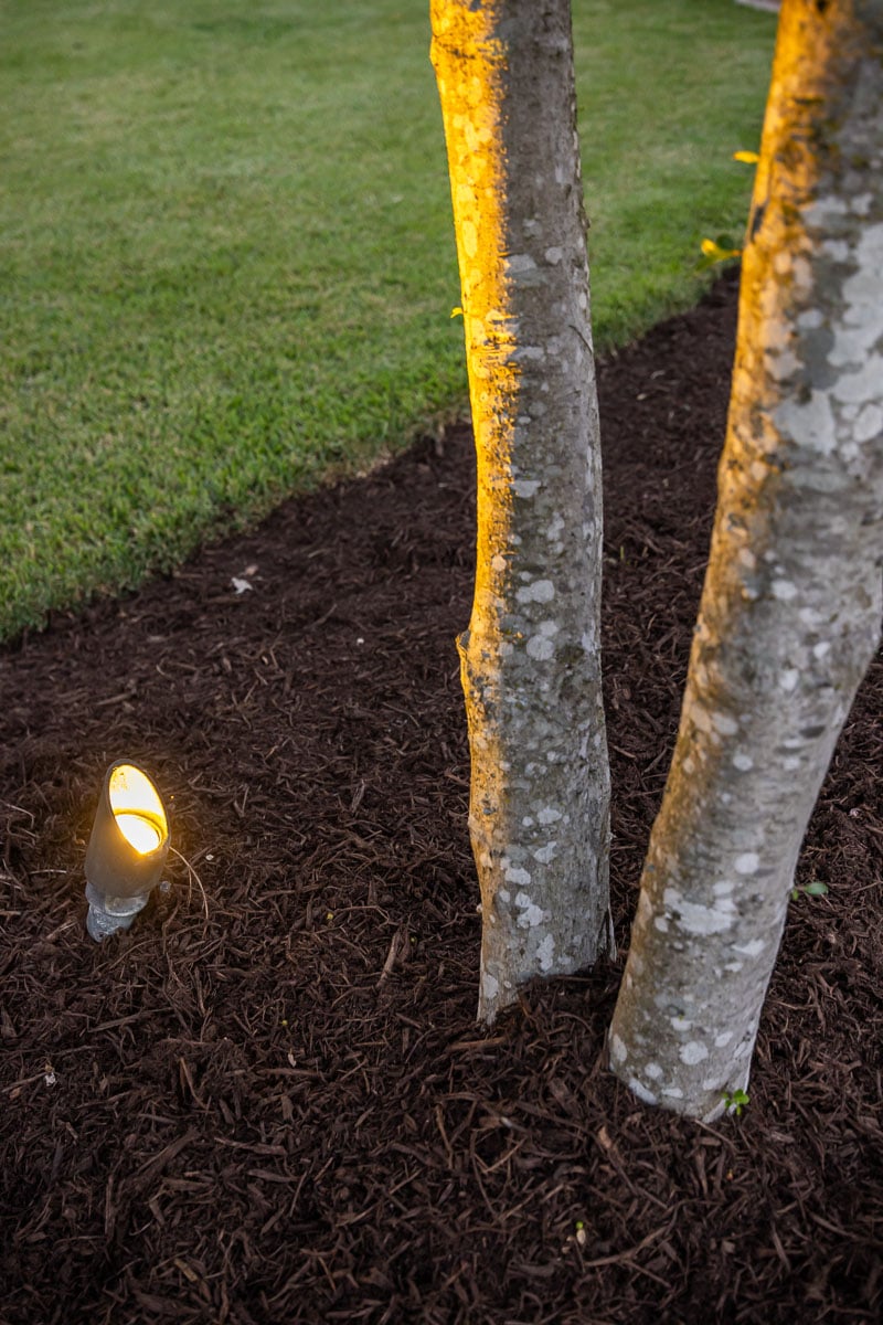 backyard uplighting tree mulch green lawn
