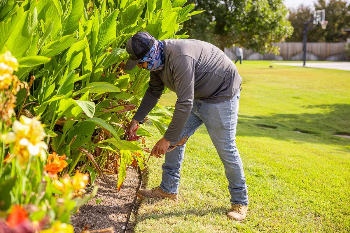 crew pruning shurbs cutbacks 2