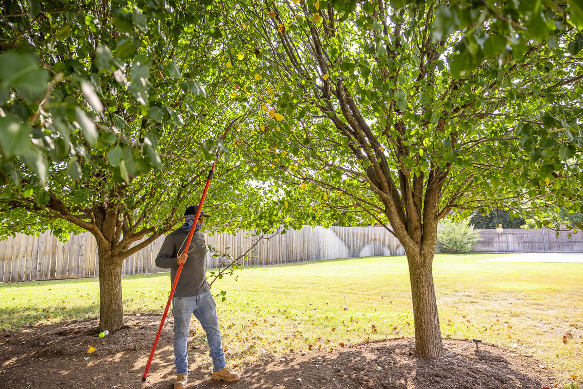 crew pruning trees 3