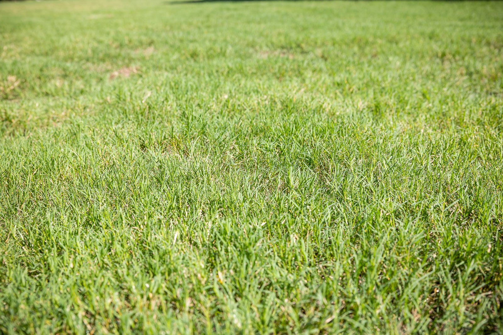 green lawn closeup