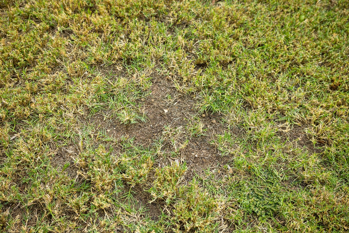 lawn care bare spots close up