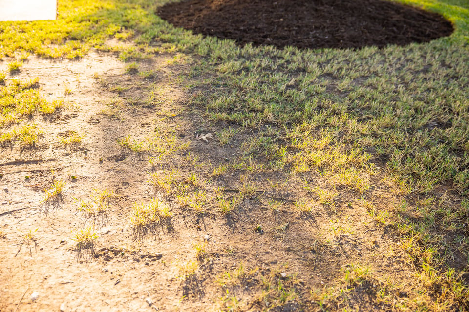 lawn care bare spots thinning grass 