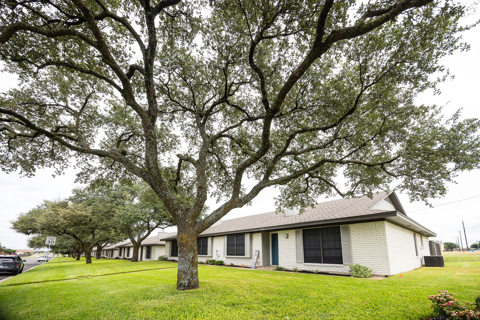 residential rentals landscaping green lawn large tree 1