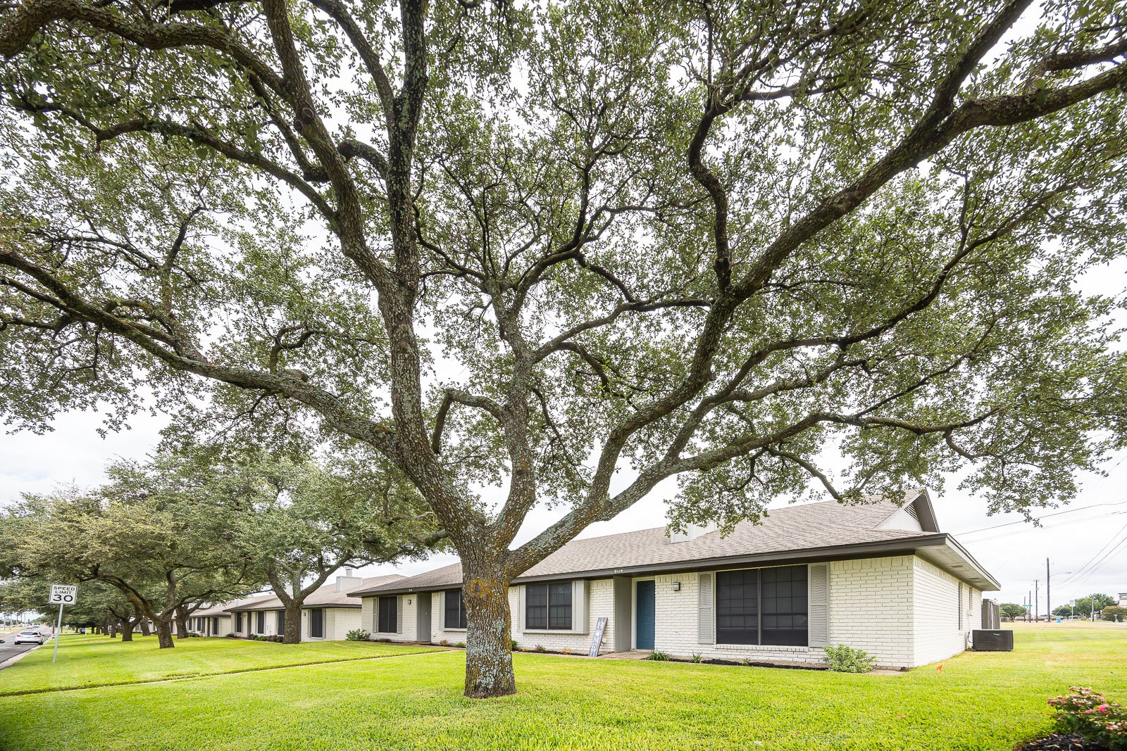 residential rentals landscaping green lawn large tree