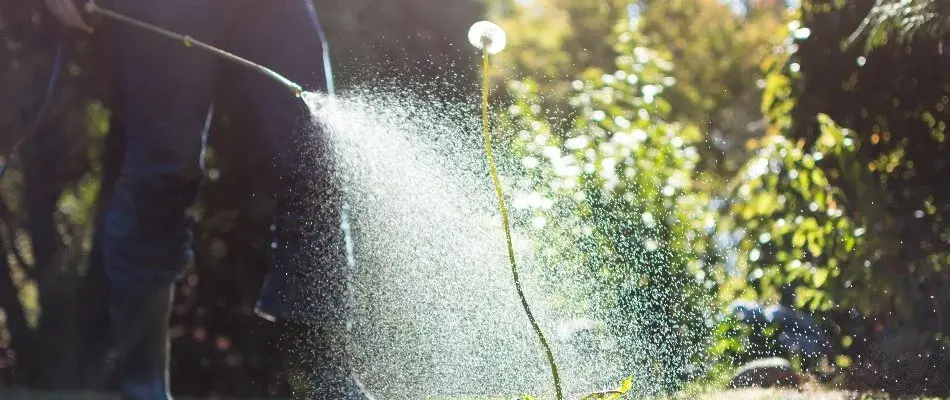 Blog Post Emergent Weed Control Treatment On Dandelion Weed