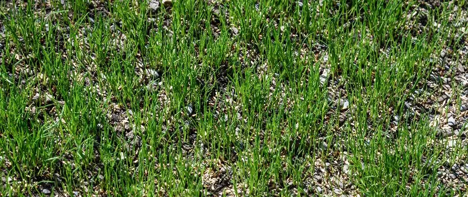 Grass Seeds In A Lawn