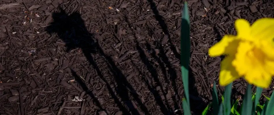 Mulch In A Landscape Bed