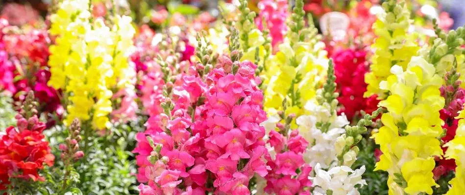 Snapdragon Flowers