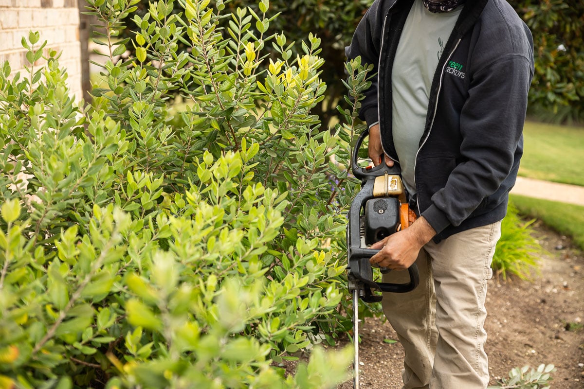 Landscape maintenance crew trimming bushes 