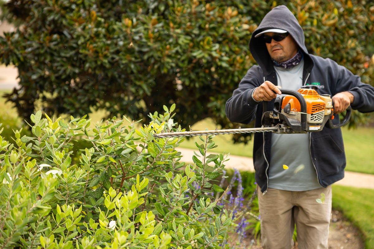 Landscape maintenance crew trimming bushes 4