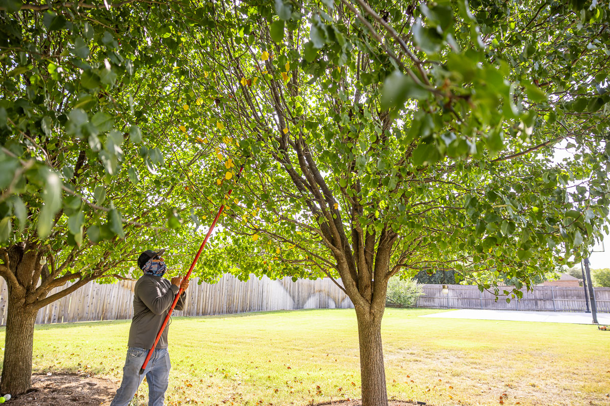 crew pruning trees 2