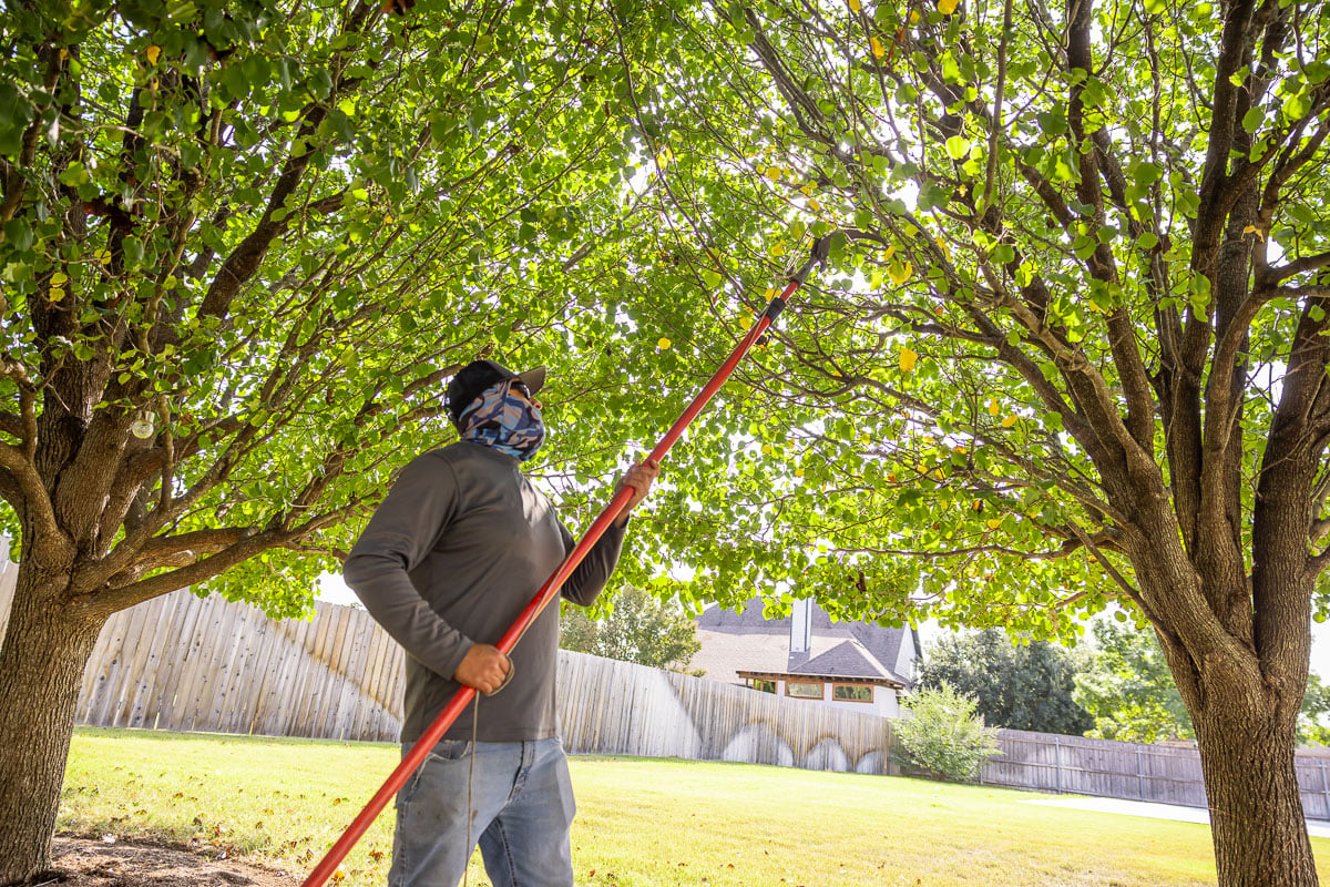 crew pruning trees 5