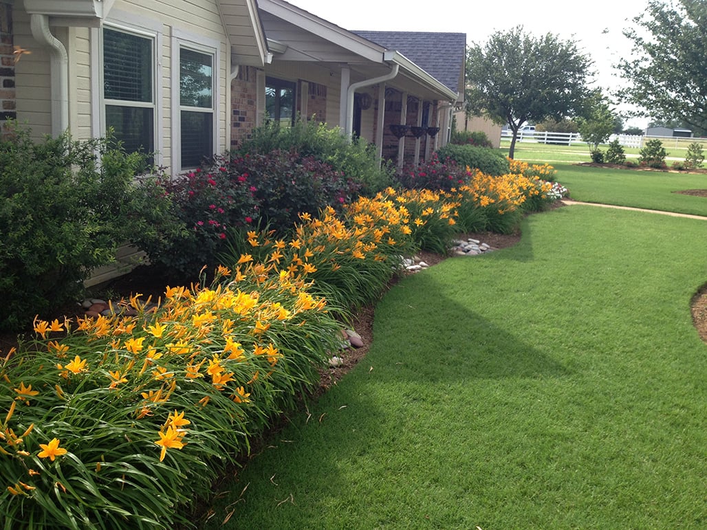 daylily planting bed mulch grass lawn turf front home shrubs