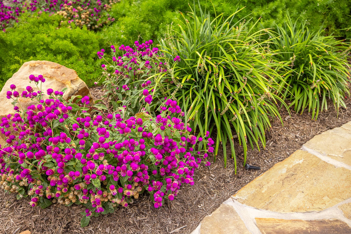 landscape beds flowers along walkway 